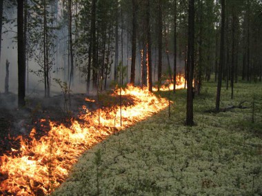 Лесные пожары Джида