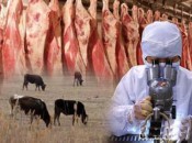 На территории сельского поселения "Боцинское" выявлен бруцеллез