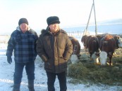 Волки – очень серьезная проблема