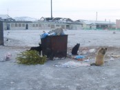 Собак - бомжей становится все больше…